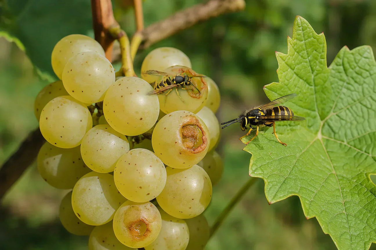 Dégâts causés par les guêpes au vignoble - Filets-vignes