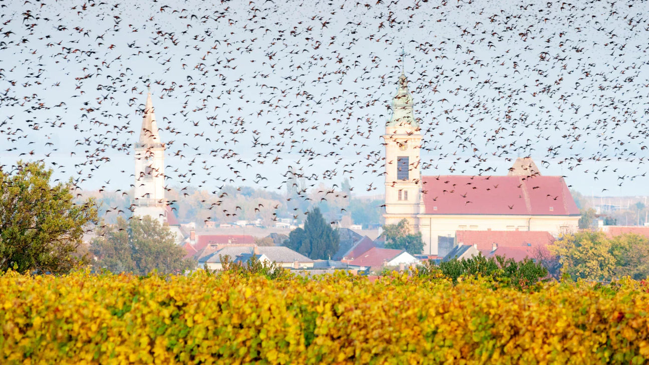 Comment éloigner les oiseaux de votre vignoble ? - Filets-vignes