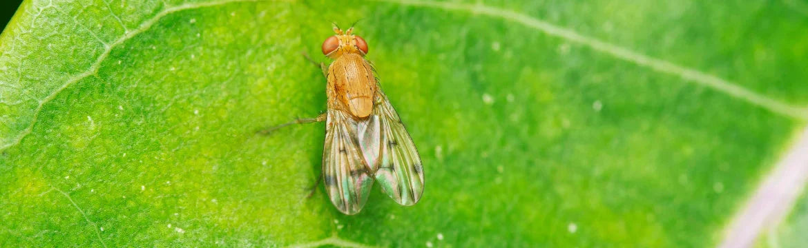 La mouche des fruits Suzuki : une petite mouche, de gros dégâts dans les vignes - Filets-vignes