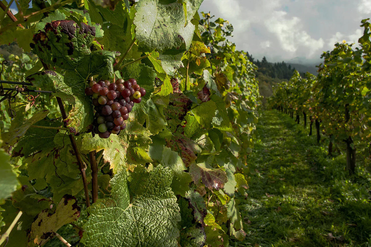 Comment protéger son vignoble contre les conditions climatiques extrêmes ? - Filets-vignes