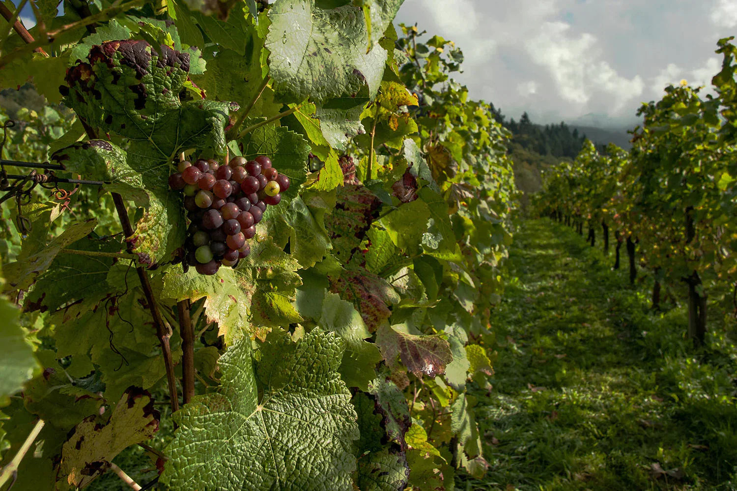 Comment protéger son vignoble contre les conditions climatiques extrêmes ? - Filets-vignes