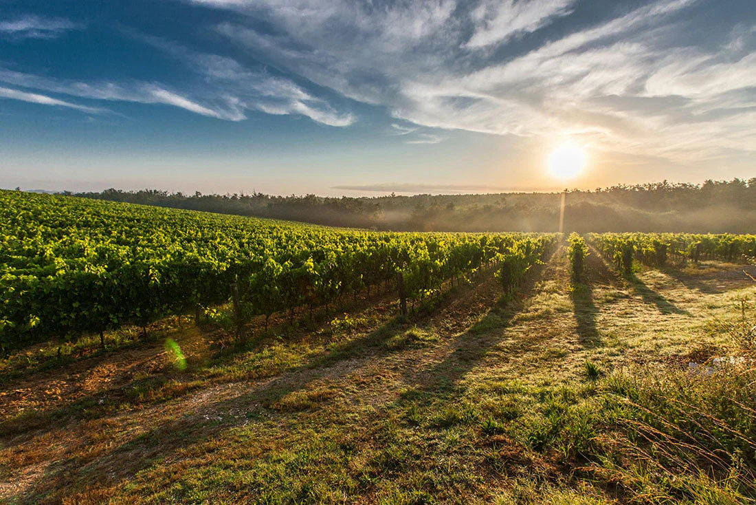 Viticulture biologique et biodynamique - Filets-vignes