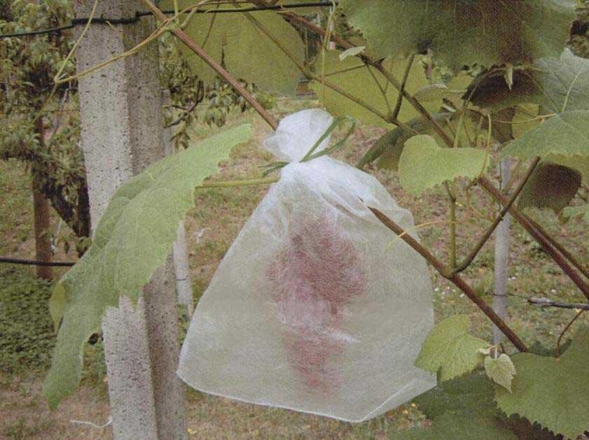 Housse de protection pour raisins | 30 x 40 cm - blanche (50 pièces) - Filets-vignes