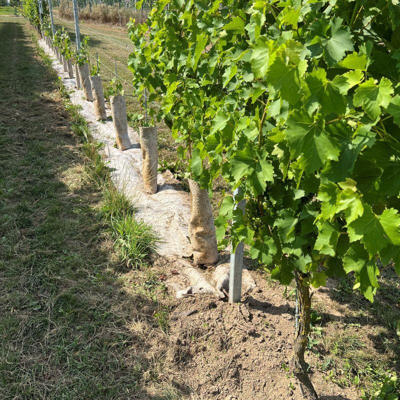 Couvre-sol en chanvre 56 cm | 36 mois – Protection naturelle pour les jeunes vignes - Filets-vignes