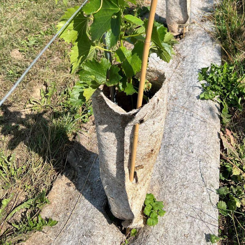 Housse de protection en chanvre pour protéger les vignes | biodégradable - Filets-vignes
