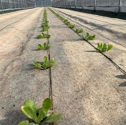 Couvre-sol en chanvre 54 cm | 12 mois – pour la protection des sols dans les vignes - Filets-vignes