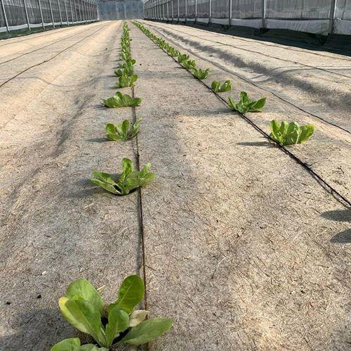 Couvre-sol en chanvre 87 cm | 12 mois – protection du sol pour la vigne - Filets-vignes