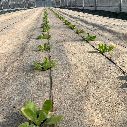 Couvre-sol en chanvre 87 cm | 12 mois – protection du sol pour la vigne - Filets-vignes