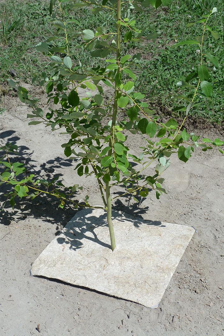 Dalle de paillage en chanvre 44 cm | 24 mois – Protection compacte autour des jeunes vignes - Filets-vignes