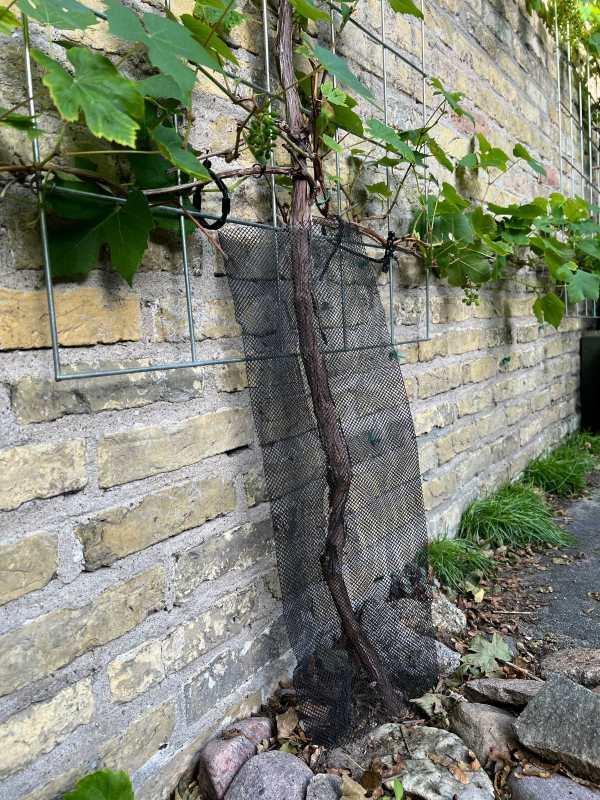 Protections pour vignes 60 cm BIO noir - Filets-vignes