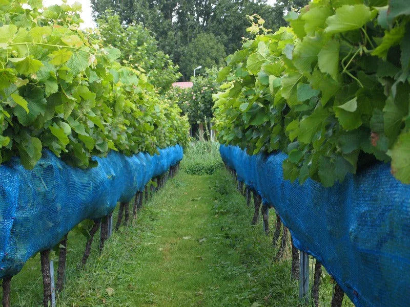 Filet bleu pour la viticulture - Filets-vignes