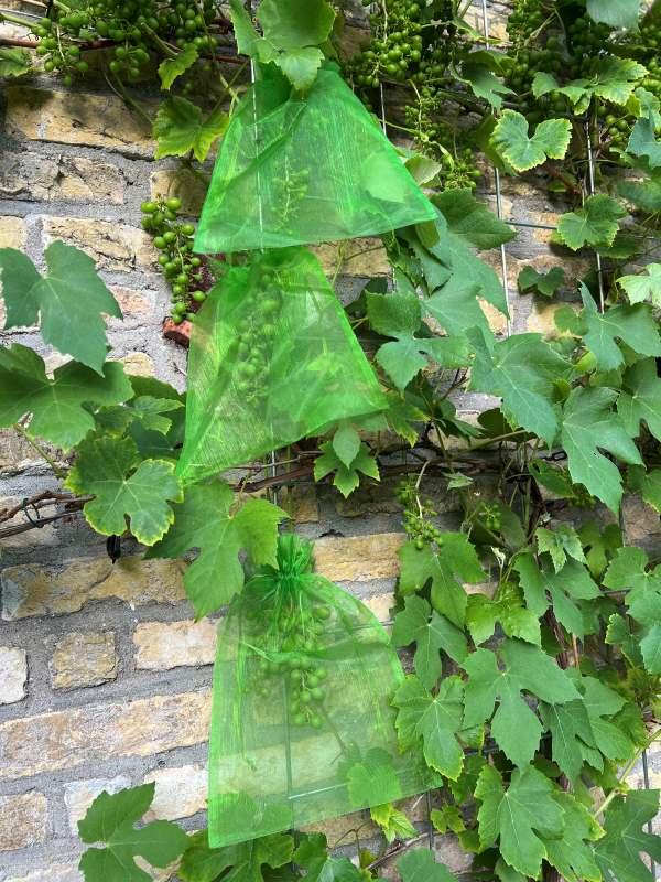 Housse de protection pour raisins | 20x30 cm - verte (25 pièces) - Filets-vignes