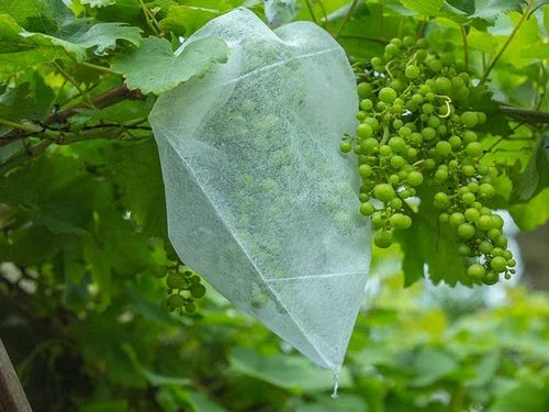 Housse de protection pour raisins | 30 x 40 cm - blanche (50 pièces) - Filets-vignes