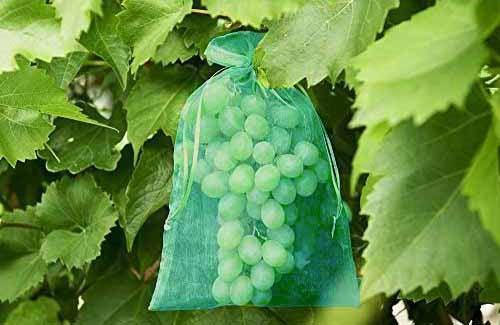 Housse de protection pour raisins | 20x30 cm - verte (25 pièces) - Filets-vignes