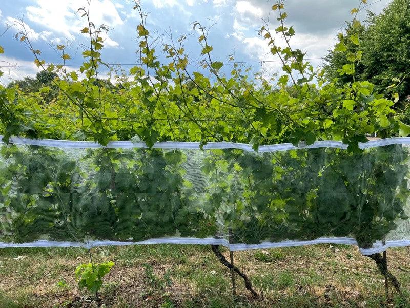 Filet de protection anti-guêpes/grêle avec fermeture Velcro, transparent - Filets-vignes