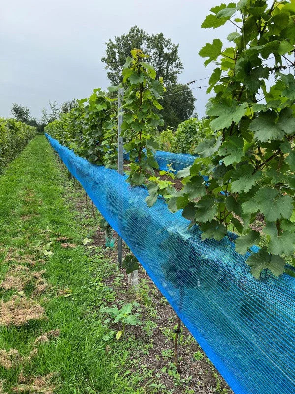 Filet bleu pour la viticulture - Filets-vignes