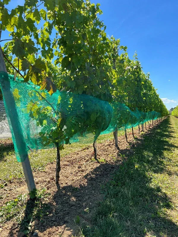 Filet de protection contre les guêpes et la grêle, vert - Filets-vignes