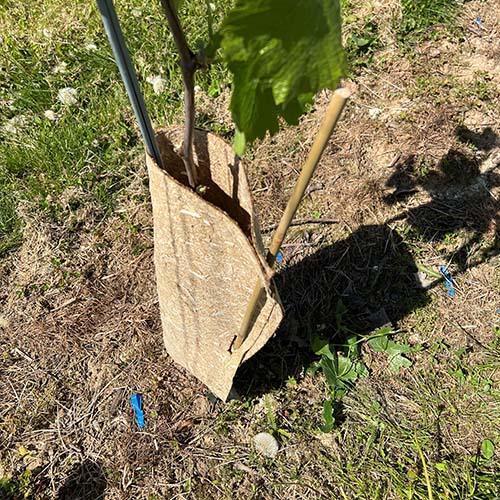 Bâtons de bambou 90 cm x Ø 8/10 mm | Naturels et robustes - Filets-vignes