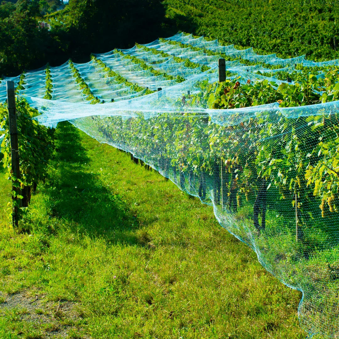 Filet à oiseaux vert 17x17mm - Filets-vignes